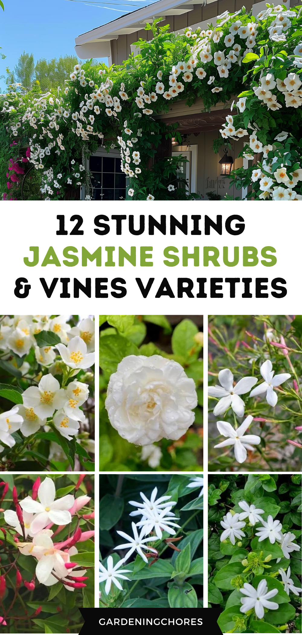 10 Great Jasmine Shrubs And Vines For Your Landscape 10 Great Jasmine Shrubs And Vines For Your Landscape