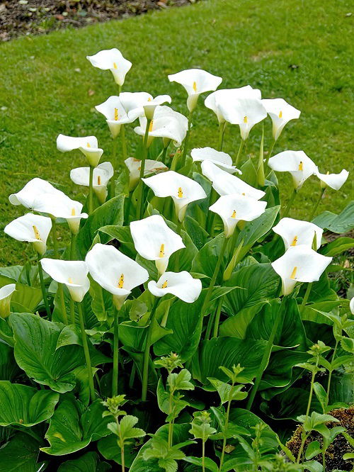 14 Recommended Lily Varieties For Your Garden 14 Recommended Lily Varieties For Your Garden