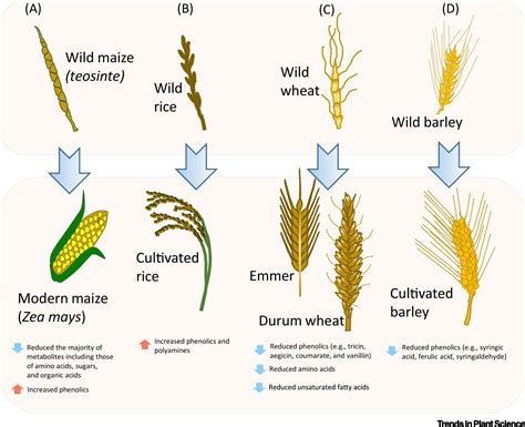 A Haplotype Based Evolutionary History Of Barley Domestication Nature