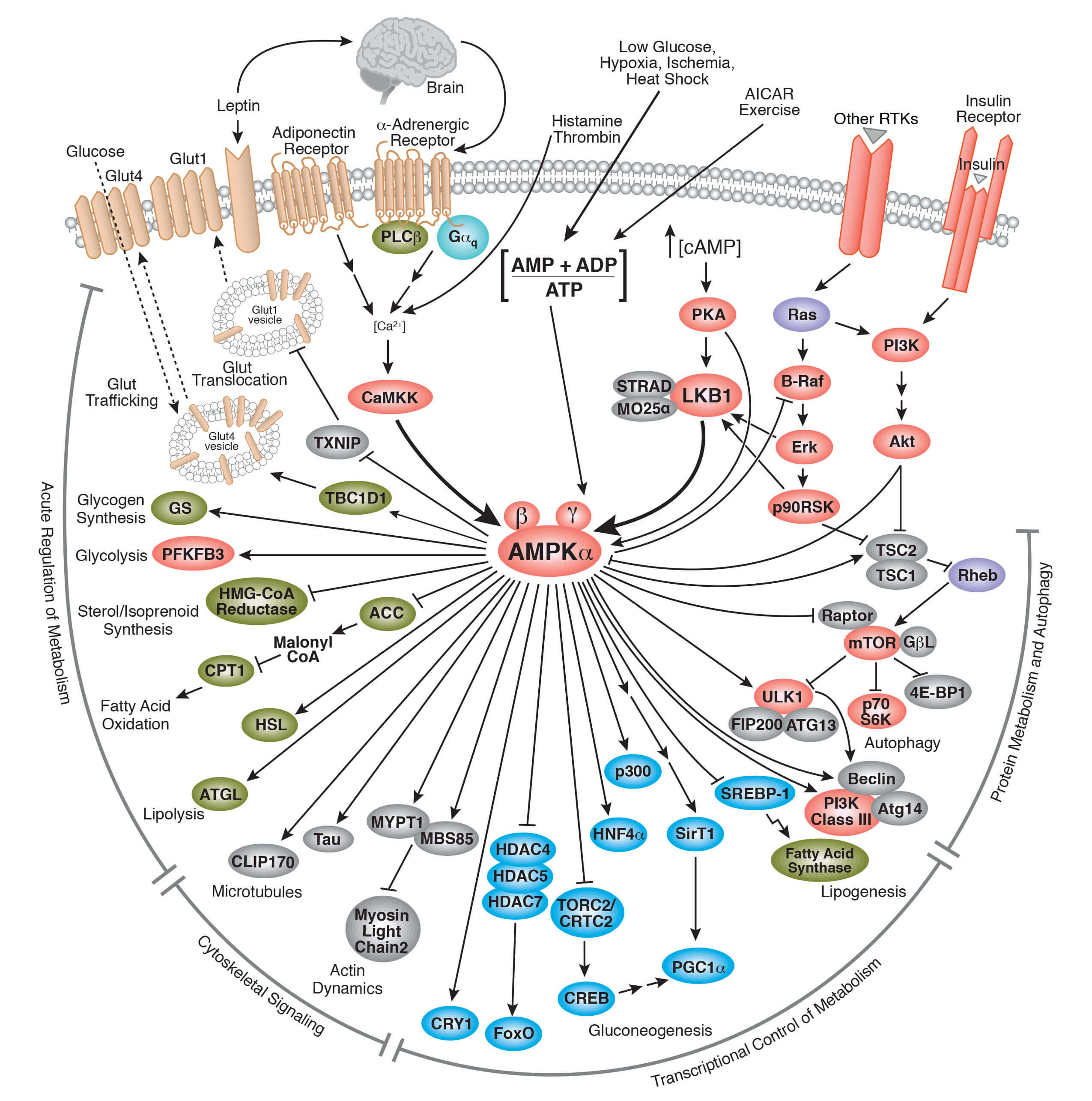 A Method To Examine Temporal Regulation Of Endogenous Ptms On Any Protein Of Interest A Snapshot Of The Egfr Signaling Pathway