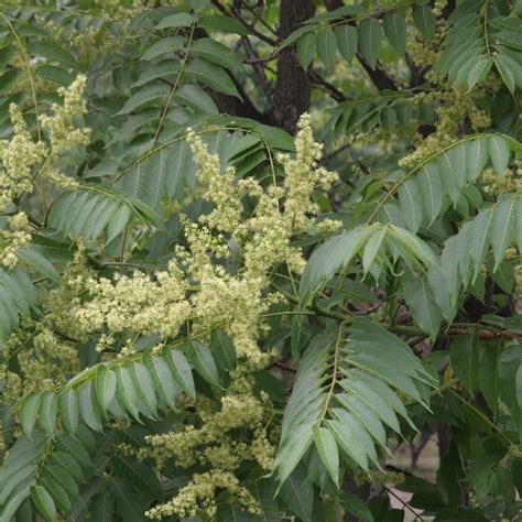 Ailanthus Altissima