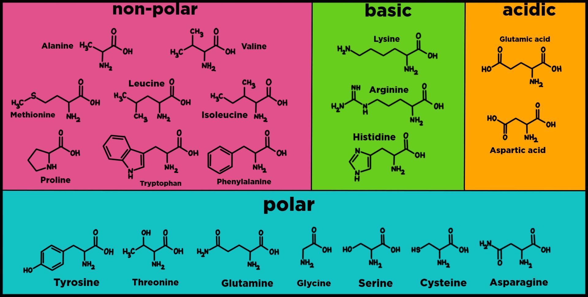 Basic Amino Acids An Overview Sciencedirect Topics Basic Amino Acids An Overview Sciencedirect Topics