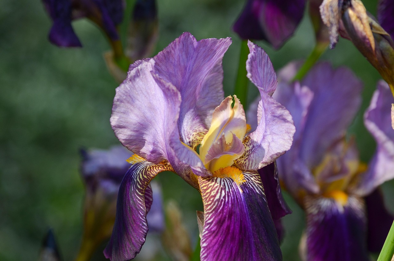 Bearded Iris Plant
