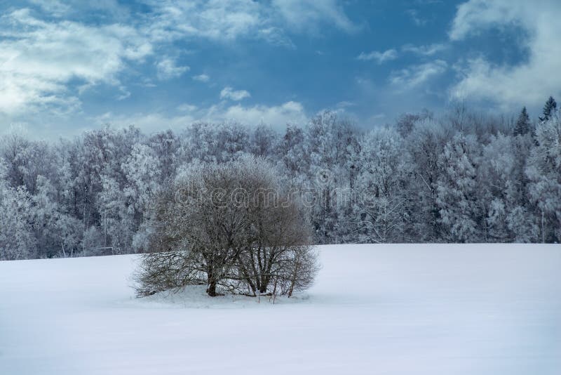Beautiful Winter Landscape Snowy Forest Road Between Bare Trees And Beautiful Winter Landscape Snowy Forest Road Between Bare Trees And