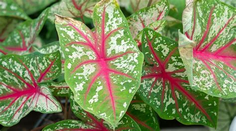 Why Big Leaf With 8 Points Matters For Quick Plant Id