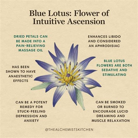 Blue Lotus Flower Uses Benefits And Safety