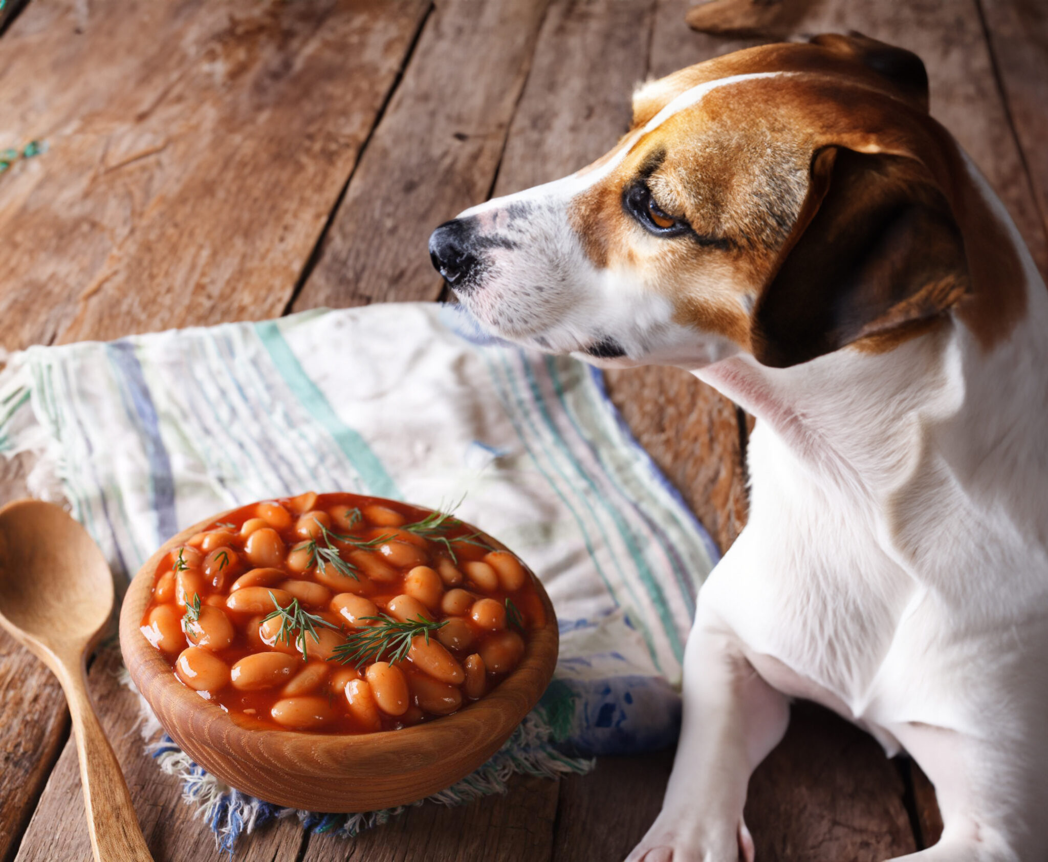 Small Breed Tips: Can Dogs Eat Baked Beans Safely?
