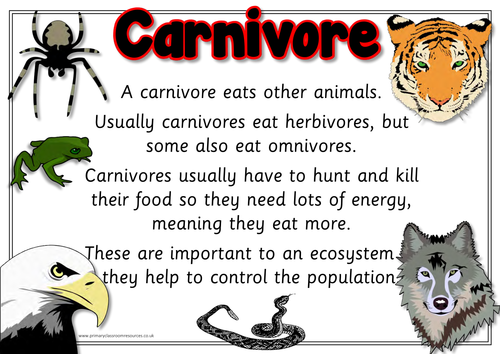 Carnivore Herbivore And Omnivore Photo Display Posters