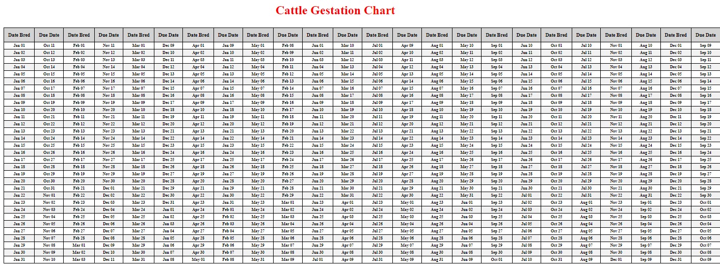 Cattle Gestation Period: Nine Months, Similar To Humans