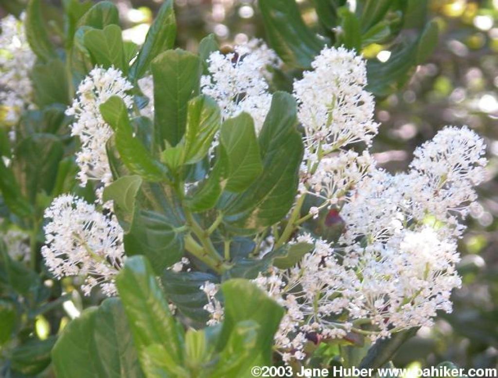 Why Ceanothus Integerrimus Fire Adaptations Enable Fire Resilience