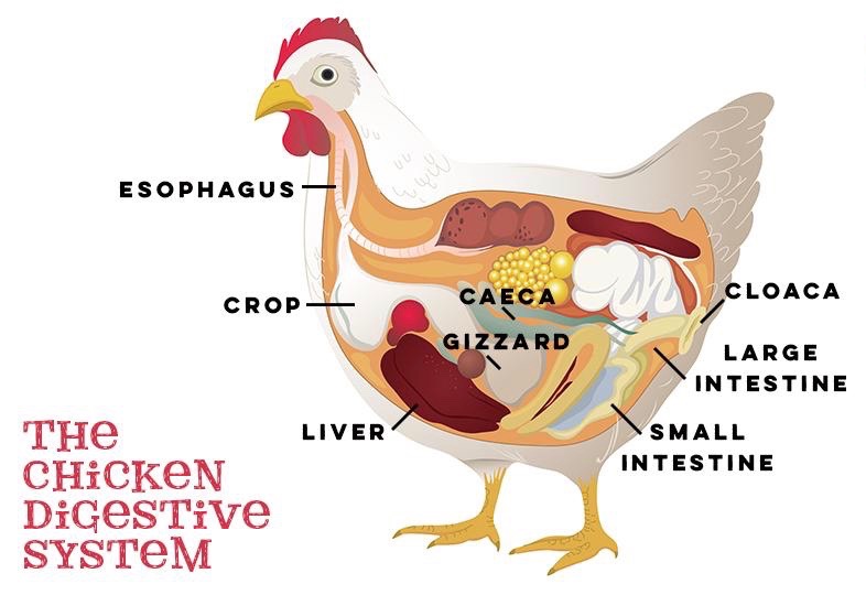 Chicken Digestive System 101 Bitchin Chickens Chicken Digestive System 101 Bitchin Chickens