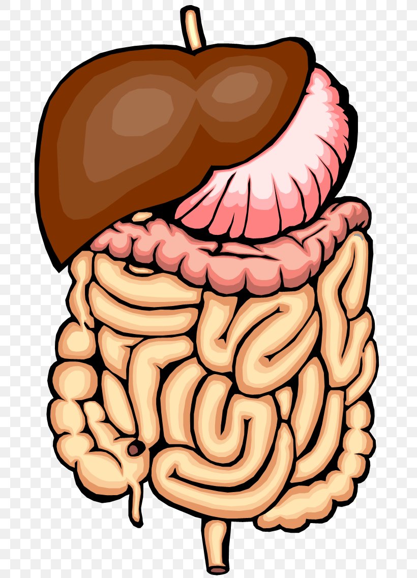 Chicken Intestine Clip Art Digestive: A Definitive Guide