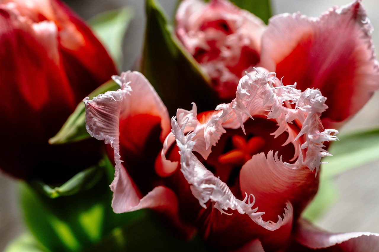 Close Up Of Flower On Plant Close Up Of Flower On Plant