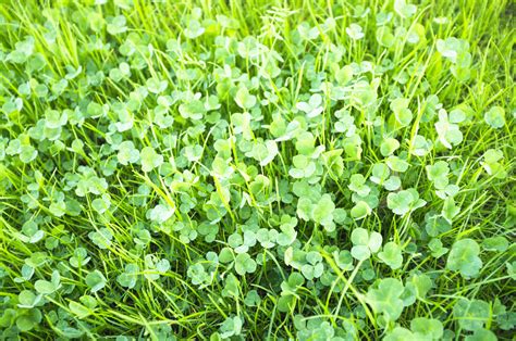 Clover Lawn Seed Online Clover Lawn Clover Grass Seed Js11 Jubilee Seeds Uk