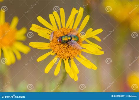 Common Green Bottle Fly Exploring The World Of Insect Diversity Stock