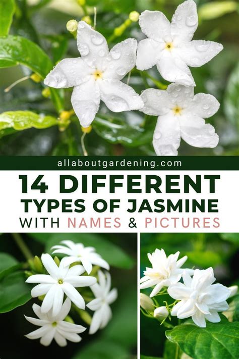 Common Jasmine Varieties What Are Some Different Types Of Jasmine Plants Chameli Flower And Common Jasmine Varieties What Are Some Different Types Of Jasmine Plants Chameli Flower And