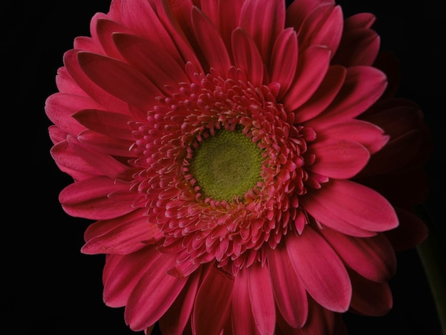 Daisy Flower Teddy Bear Gerbera Daisy New Photo Beautiful Flower Daisy Flower Teddy Bear Gerbera Daisy New Photo Beautiful Flower
