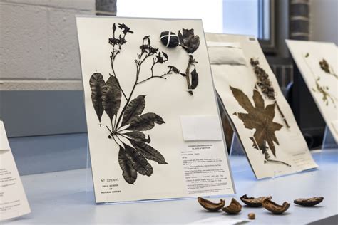 Deadly Lotus Plant: Seeds Carry The Highest Toxin Risk