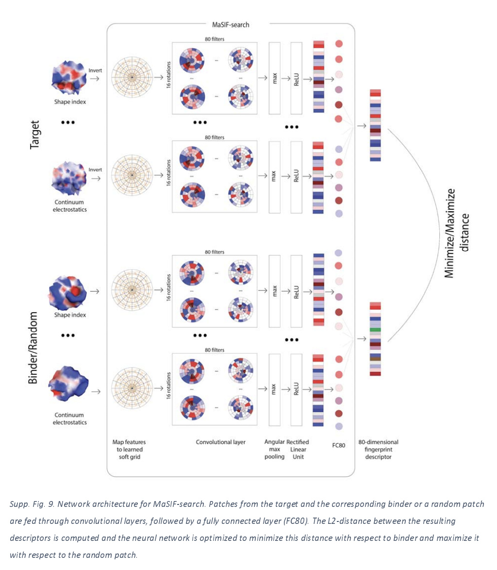 Deciphering Interaction Fingerprints From Protein Molecular Surfaces Using Geometric Deep Learning Nature Methods Deciphering Interaction Fingerprints From Protein Molecular Surfaces Using Geometric Deep Learning Nature Methods