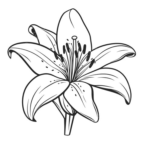 Dessin De Coloriage Fleur Lys Noir Et Blanc Vecteur Png Dessin De Fleurs Dessin Daile Dessin