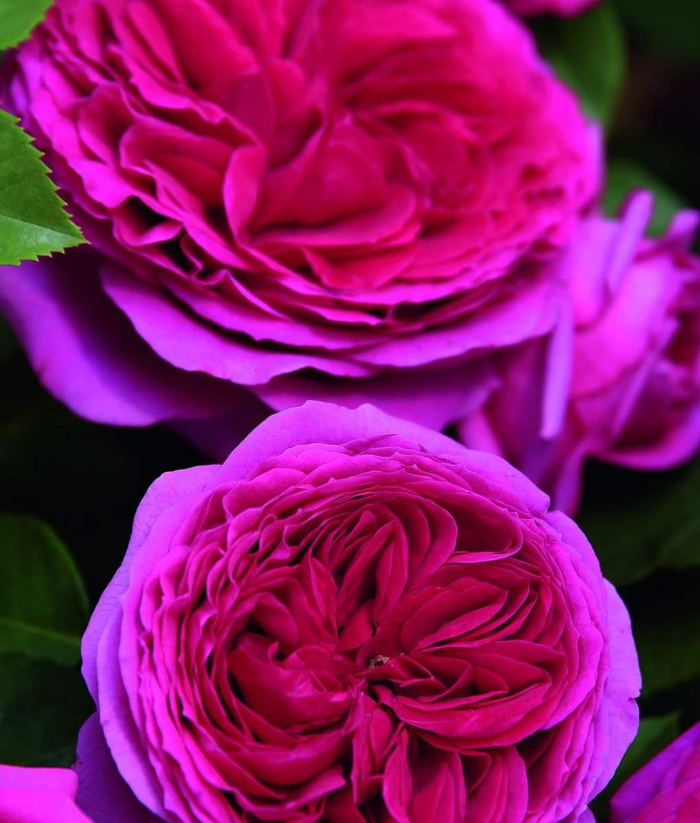 Dirk Amp 39 S Rose Guide Sophie Luise