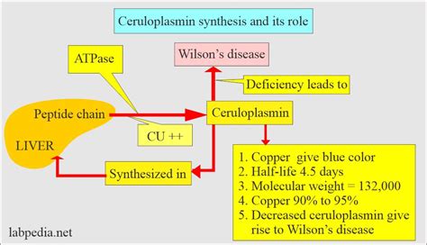 Does Vitamin C Increase Ceruloplasmin: Why It Happens