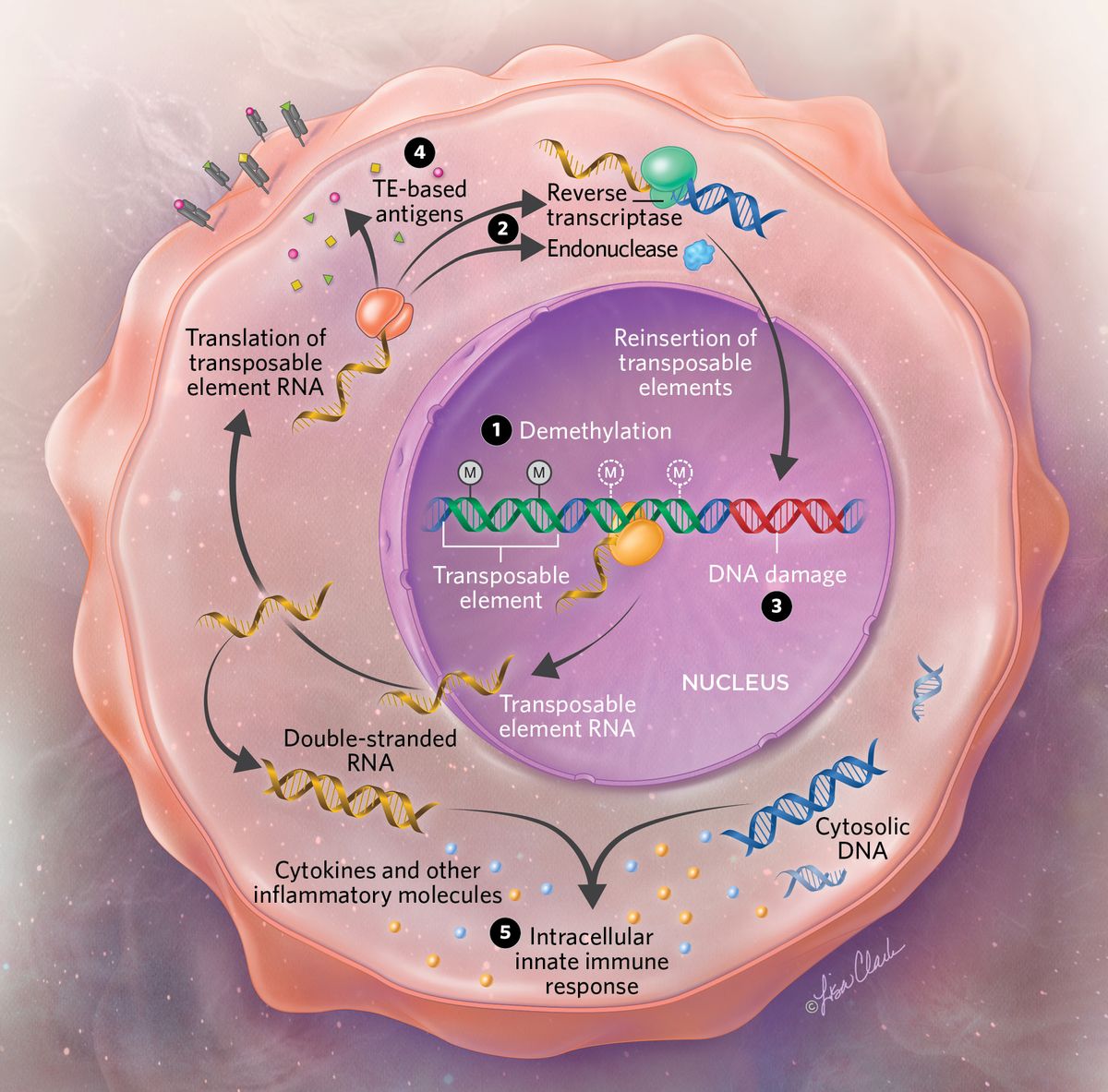 Surprising Twist: Earl Grey Transposable Elements Reshape Genomes