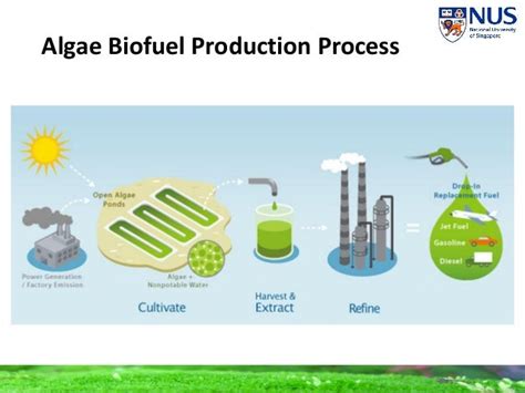 Eel Biofuels Why Algae