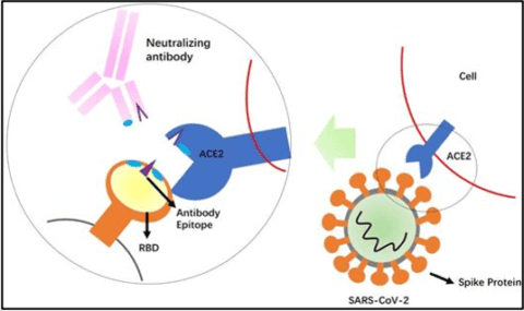 Emerging Landscape Of Nanobodies And Their Neutralizing Applications Against Sars Cov 2 Virus Acs Pharmacology Translational Science Emerging Landscape Of Nanobodies And Their Neutralizing Applications Against Sars Cov 2 Virus Acs Pharmacology Translational Science