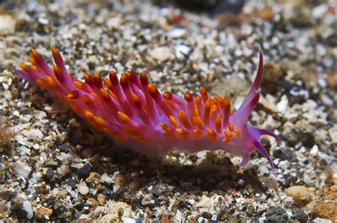 Evolution Of Photsynthetic Sea Slugs Evolutionshorts Evolution Of Photsynthetic Sea Slugs Evolutionshorts