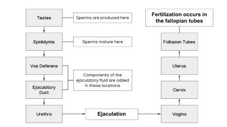 Flowchart On Sperm Production And Development Flowchart On Sperm Production And Development