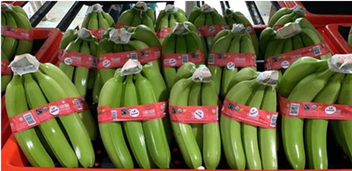 Fresh Del Monte Aims To Sell Fairtrade Certified Organic Bananas In The U S Fresh Del Monte Fresh Del Monte Aims To Sell Fairtrade Certified Organic Bananas In The U S Fresh Del Monte