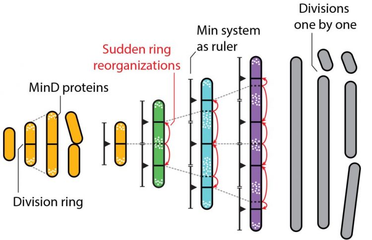 Gestreste Bacterie Neemt Zichzelf De Maat Groeiende E Coli Markeert Voortdurend Waar Ie Kan Delen Als De Stress Voorbij Is Amolf