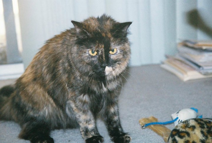 Good News For Pet Owners This S F Neighborhood Is No Longer A Vet Desert As New Clinic Opens Good News For Pet Owners This S F Neighborhood Is No Longer A Vet Desert As New Clinic Opens