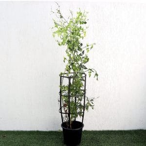 Hardy Jasmine Deliciously Fragrant Jasminum Officinale 1 Plant In Hardy Jasmine Deliciously Fragrant Jasminum Officinale 1 Plant In