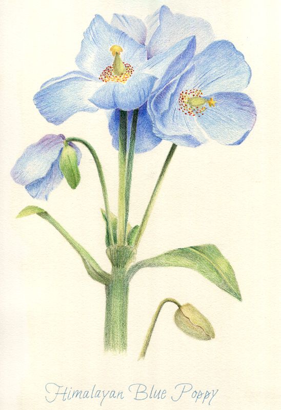 Himalayan Mountains Colored Drawing