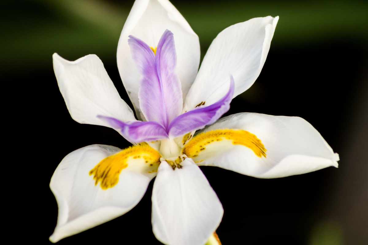 How To Grow Amp Care For African Iris