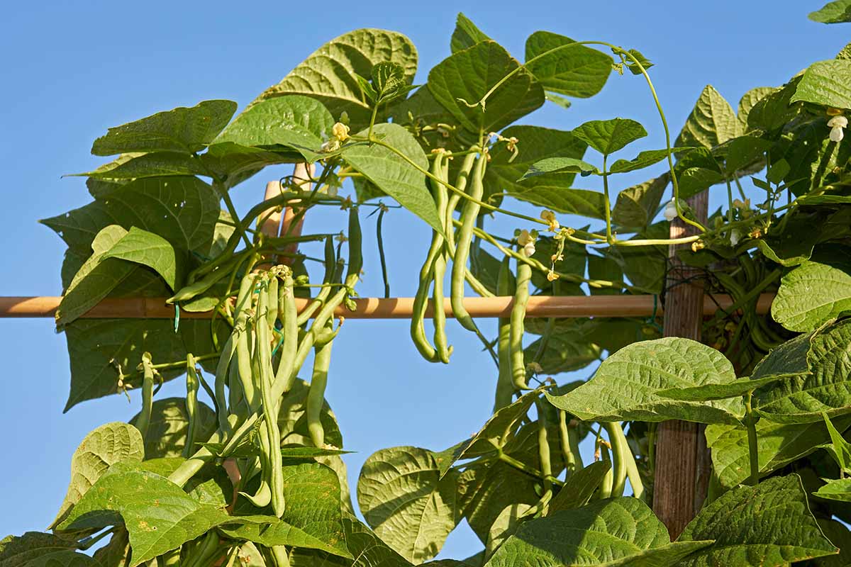 How To Grow Beans Grow Organic