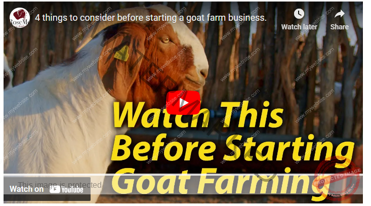 How To Start A Money Printing Goat Farming Business For Beginners
