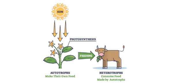 Solar Reef Analogy: Is Coral Heterotrophic Or Autotrophic
