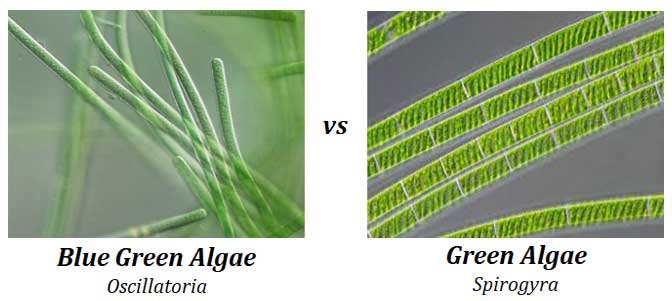 7 Ways To Check: Is Gogurt Algae