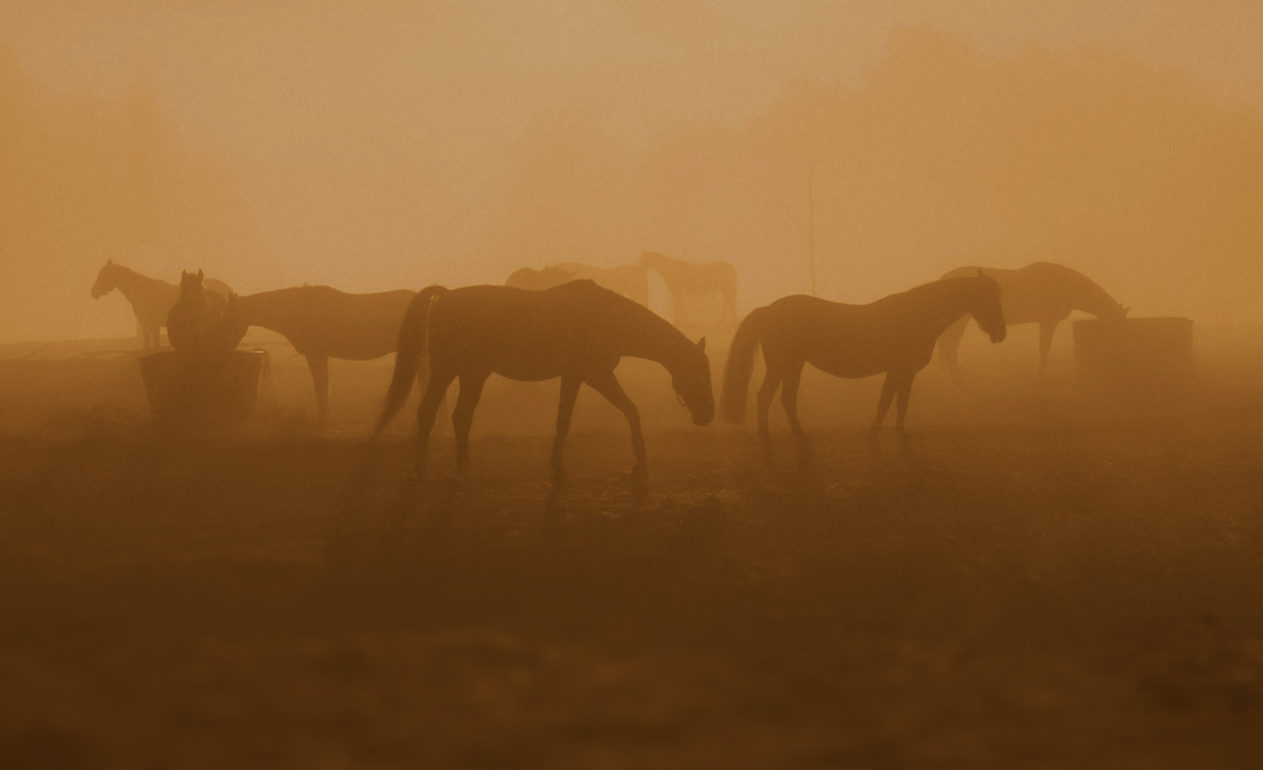 Why Ketamine Horse Tranquilizer Is Used For Safe Equine Sedation