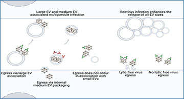 Mammalian Orthoreovirus Σns: Structure And Role In Infection