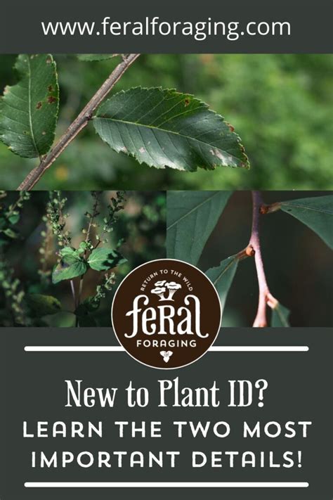 New To Plant Identification The Two Most Important Details Feral Foraging New To Plant Identification The Two Most Important Details Feral Foraging