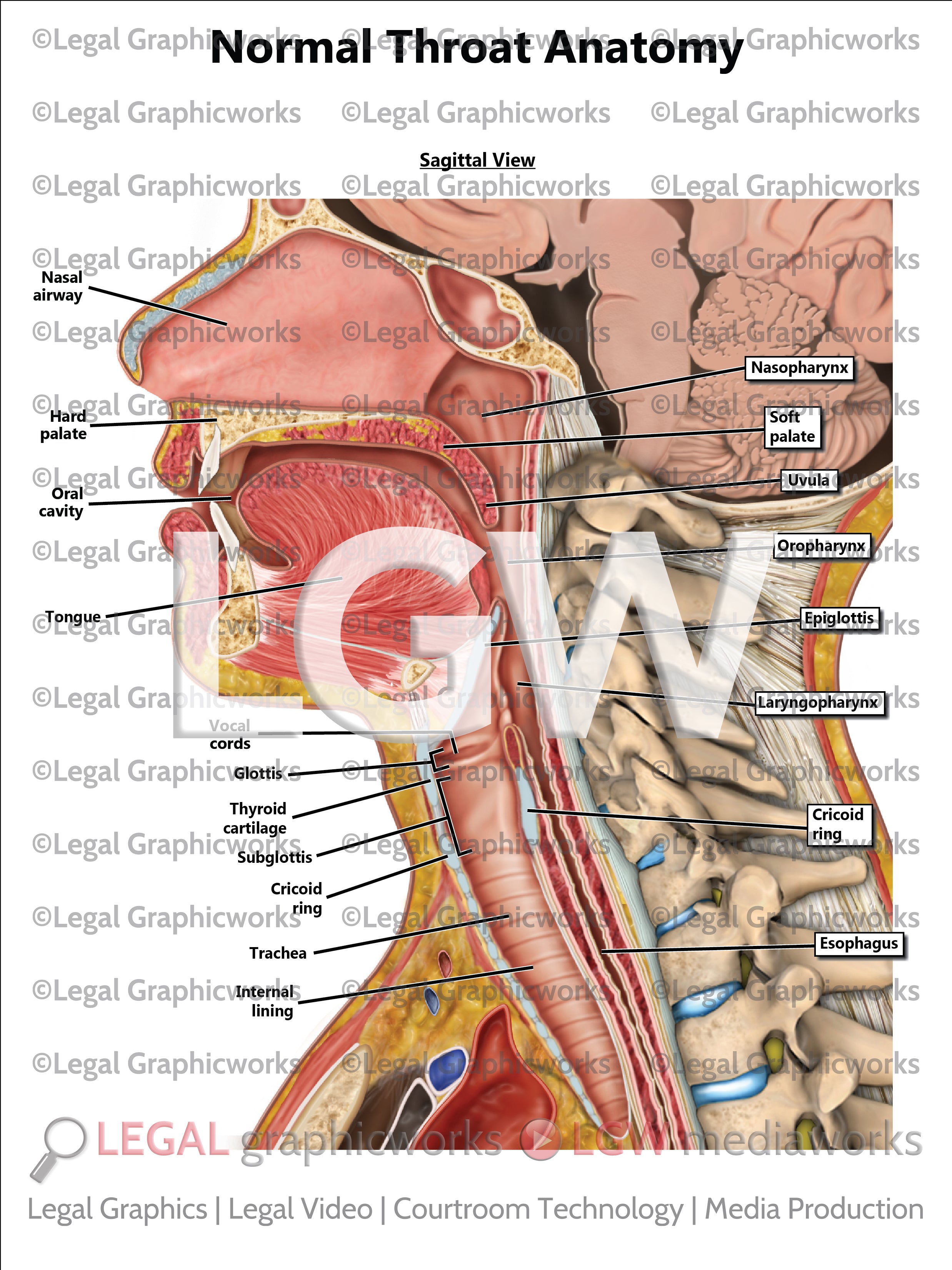Beware: The Mistake People Make With Normal Throat Pictures