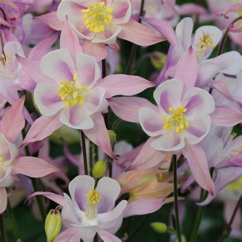 Plums Amp Cream Columbine Van Wilgen Amp 39 S Garden Center Plums Amp Cream Columbine Van Wilgen Amp 39 S Garden Center