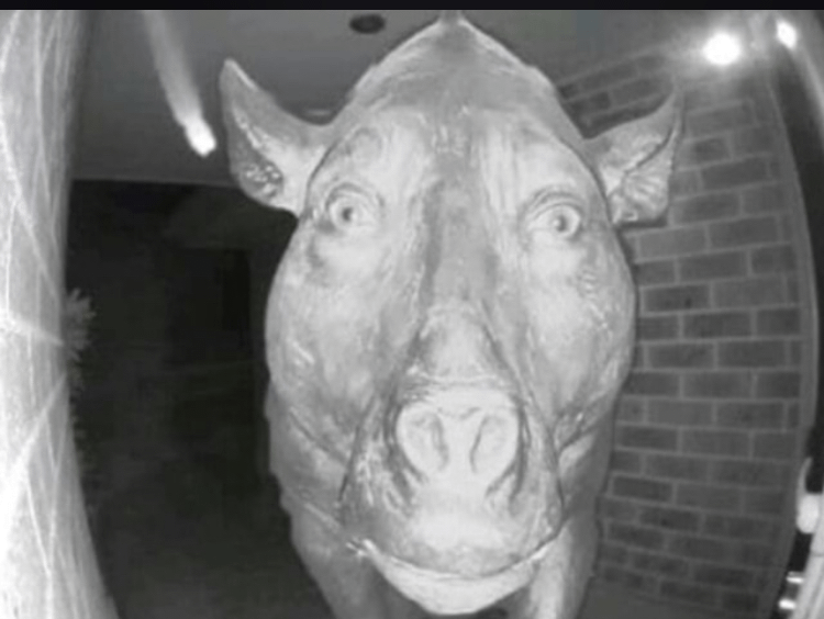 Real Amateur Latina Knocked On My Door Asking For Oral Sex Feat Yinyleon Real Amateur Latina Knocked On My Door Asking For Oral Sex Feat Yinyleon