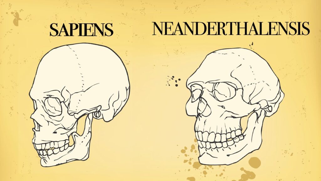 Review The Different Adaptive Trajectories In Neanderthals And Homo Sapiens And Their Implications For Contemporary Human Physiological Variation Sciencedirect Review The Different Adaptive Trajectories In Neanderthals And Homo Sapiens And Their Implications For Contemporary Human Physiological Variation Sciencedirect