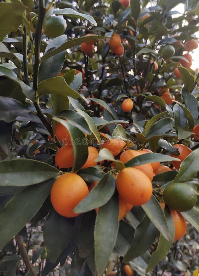 Show The Categories Of Ripe And Unripe Orange Fruits Download Scientific Diagram