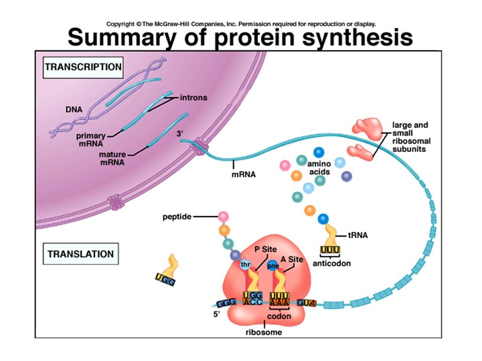Simple Drawing Of Protein Synthesis: A Quick Visual Guide
